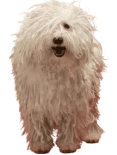 Komondor