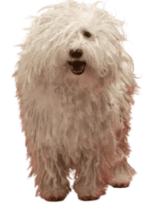 Komondor