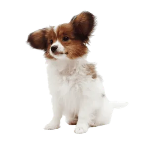 Kontinentaler Zwergspaniel