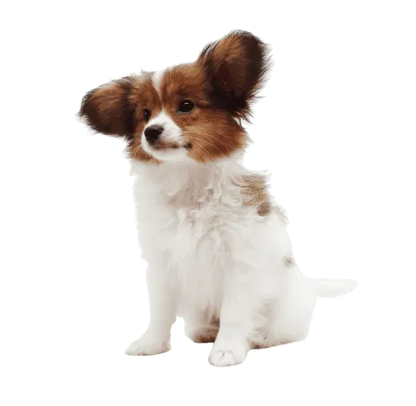 Kontinentaler Zwergspaniel