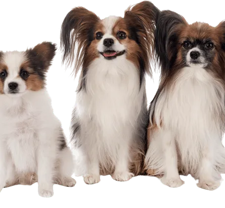 Kontinentaler Zwergspaniel