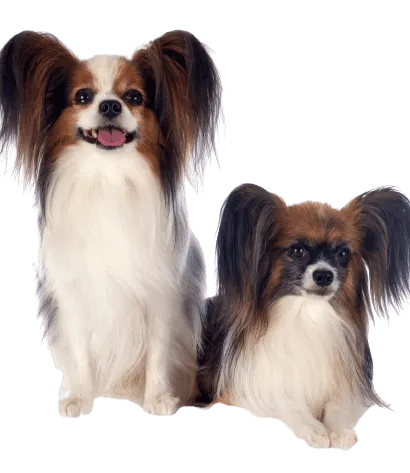 Kontinentaler Zwergspaniel