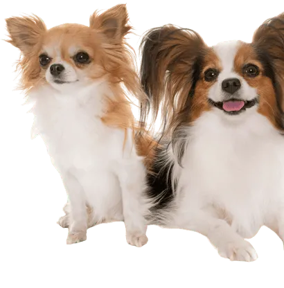 Kontinentaler Zwergspaniel