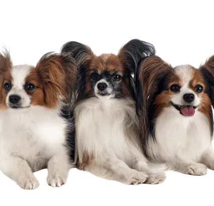 Kontinentaler Zwergspaniel
