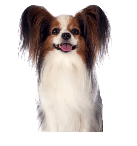 Kontinentaler Zwergspaniel (7)