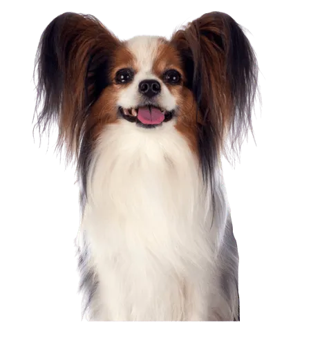 Kontinentaler Zwergspaniel (7)