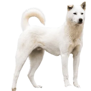 Korea Jindo Dog