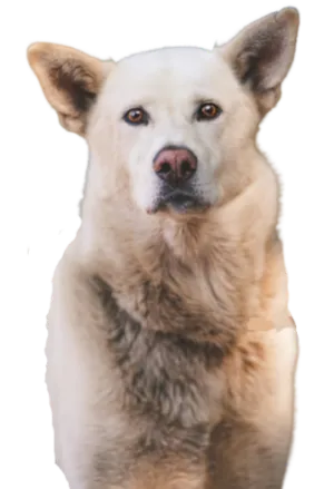 Korea Jindo Dog