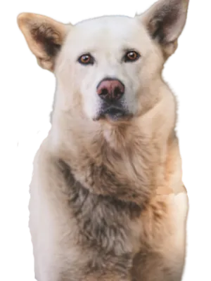 Korea Jindo Dog