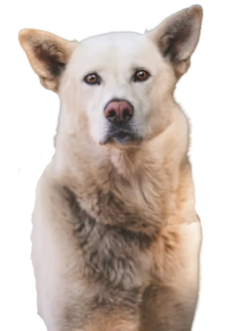 Korea Jindo Dog