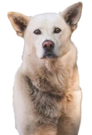 Korea Jindo Dog