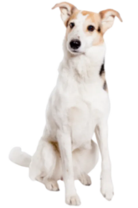 Kurzhaarcollie