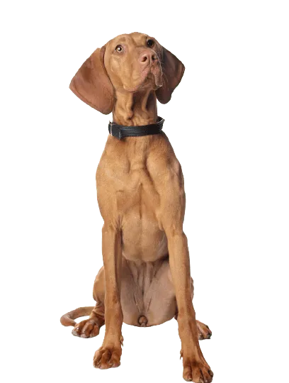 Kurzhaariger Ungarischer Vorstehhund