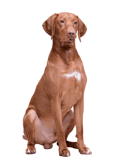 Kurzhaariger Ungarischer Vorstehhund