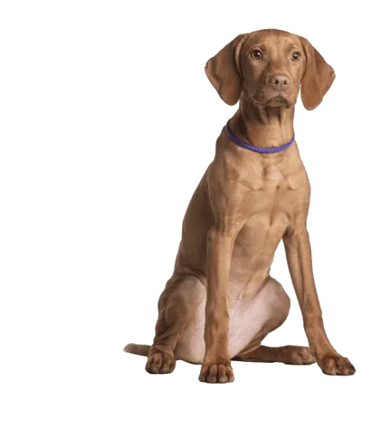 Kurzhaariger Ungarischer Vorstehhund