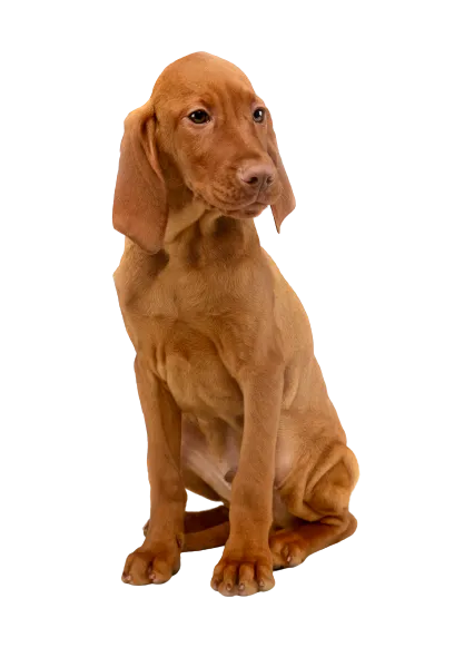 Kurzhaariger Ungarischer Vorstehhund