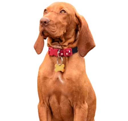 Kurzhaariger Ungarischer Vorstehhund