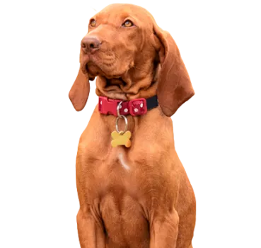 Kurzhaariger Ungarischer Vorstehhund