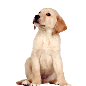 Labrador Retriever Puppy