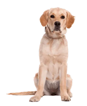 Labrador Retriever als Anfängerhund