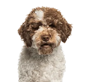 Lagotto Romagnolo als Familienhund