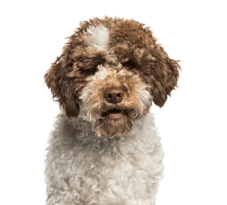 Lagotto Romagnolo