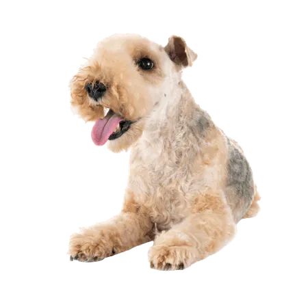 Lakeland Terrier