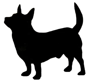 Lancashire Heeler