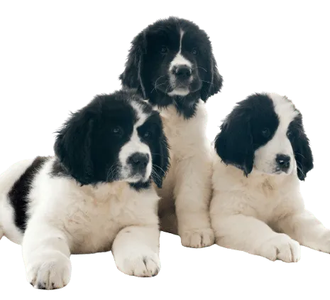 Landseer
