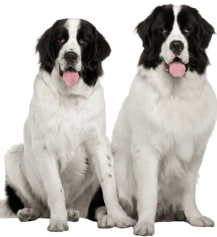 Landseer