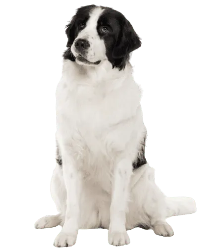 Landseer