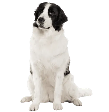 Landseer