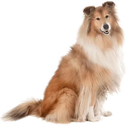 Langhaarcollie Bild 4