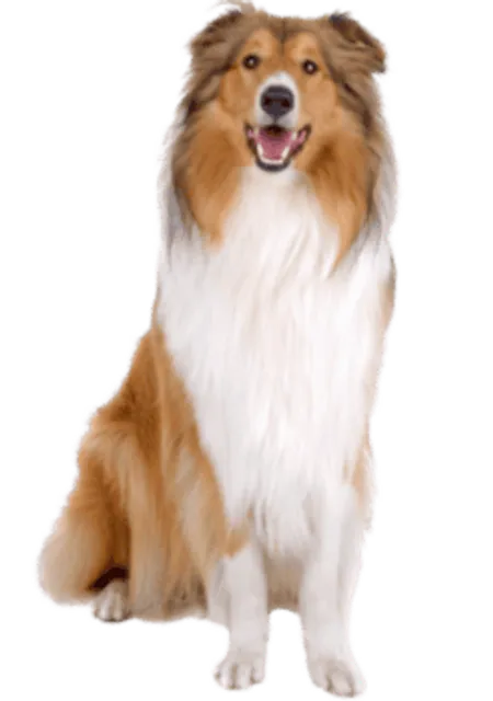 Langhaarcollie