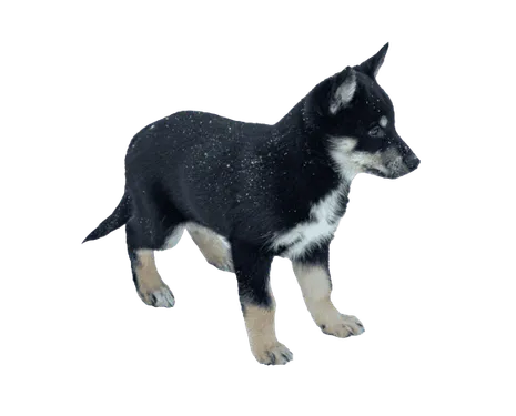 Lappländischer Rentierhund Bild 2