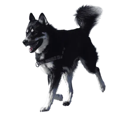 Lappländischer Rentierhund adult