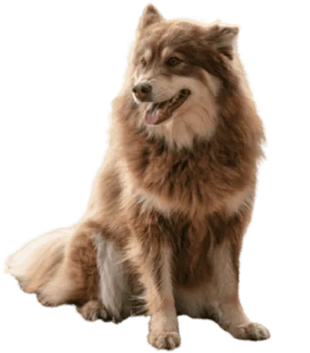 Lappländischer Rentierhund