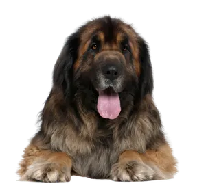Leonberger Profile