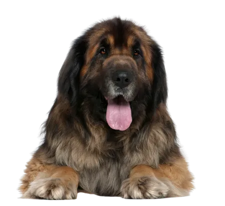 Leonberger Profile