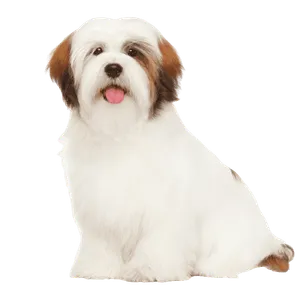 Lhasa Apso (4)