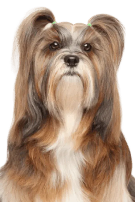 Lhasa Apso