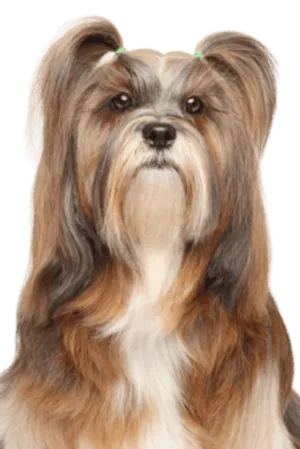 Lhasa Apso