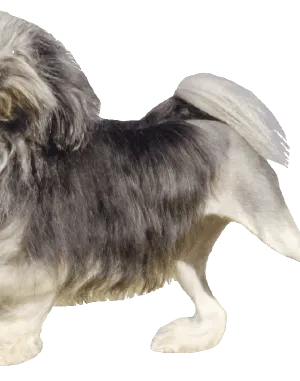 Löwchen