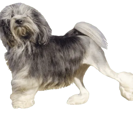 Löwchen