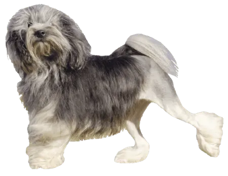 Löwchen