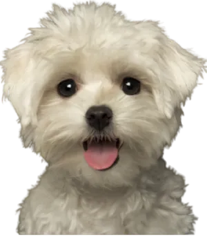 Malteser als Anfängerhund