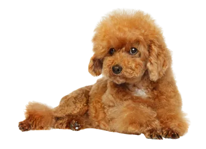 Maltipoo