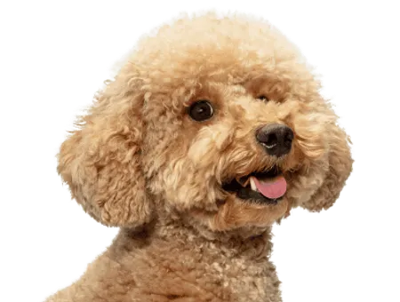 Maltipoo Profile
