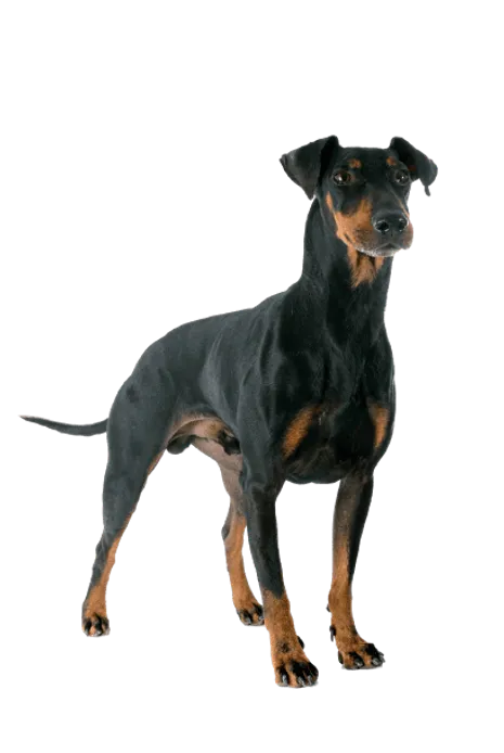 Manchester Terrier (5)