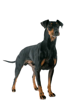 Manchester Terrier (5)